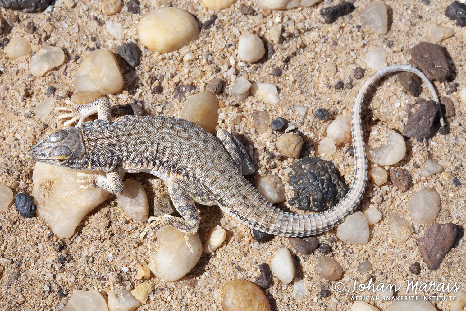 Reticulated Desert Lizard (Meroles reticulatus) - Johan Marais